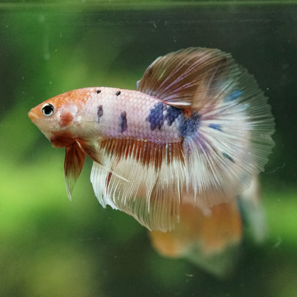 Galaxy/Candy Koi Halfmoon - 14 weeks old