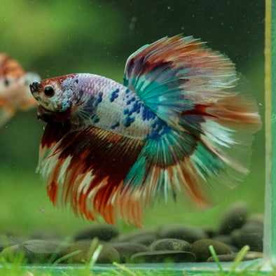 Galaxy/Candy Koi Halfmoon - 13 weeks old