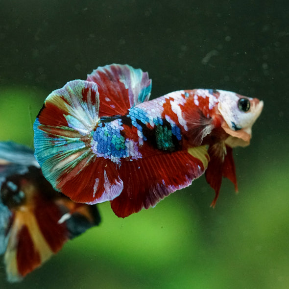 Multicolor/Galaxy Koi Plakat -16 weeks Old