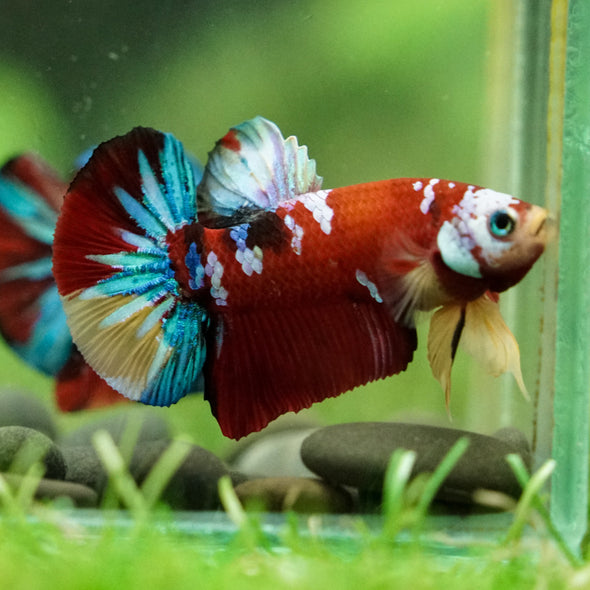 Multicolor/Galaxy Koi Plakat -16 weeks Old