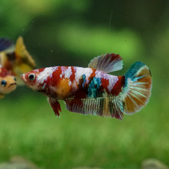 Multicolor/ Galaxy Koi Plakat - Female- 13 Weeks Old