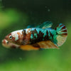 Multicolor/ Galaxy Koi Plakat- Female- 13 Weeks Old