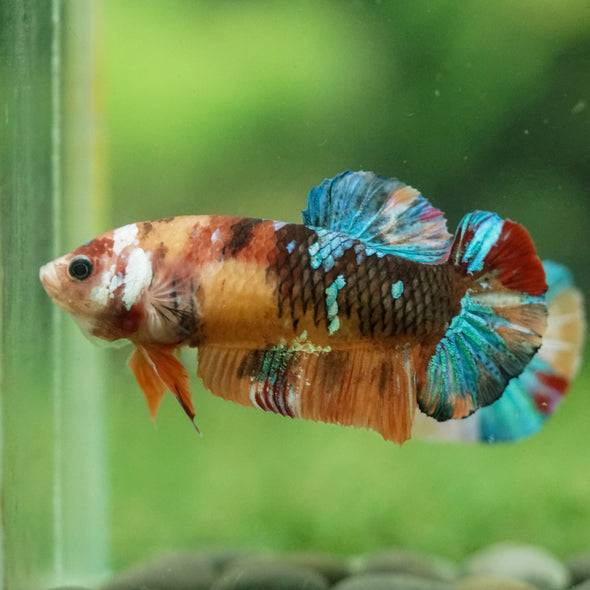 Multicolor/ Galaxy Koi Plakat- Female- 13 Weeks Old