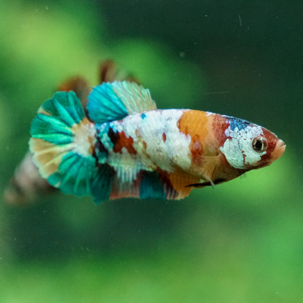 Multicolor/ Galaxy Koi Plakat - Female- 13 Weeks Old
