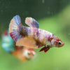 Multicolor/ Galaxy Koi Plakat- Female- 13 Weeks Old