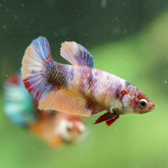 Multicolor/ Galaxy Koi Plakat- Female- 13 Weeks Old