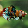 Multicolor/Galaxy Koi Plakat -16 weeks Old