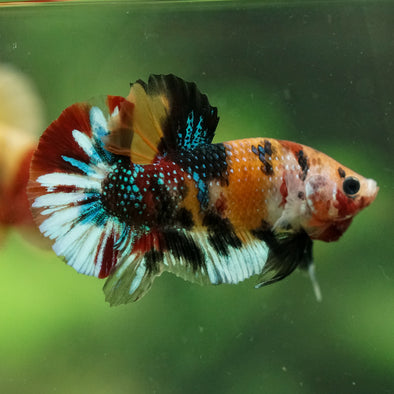 Multicolor/Galaxy Koi Plakat -16 weeks Old
