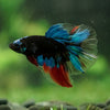 Black Base Galaxy Koi Halfmoon (Avatar) - 14 weeks old