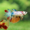 Multicolor/ Galaxy Koi Halfmoon - Female- 13 Weeks Old