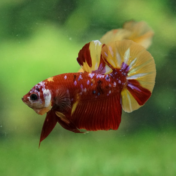 Multicolor/Galaxy Koi Plakat -13 weeks Old