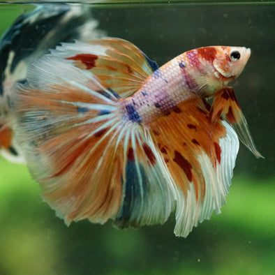 Galaxy/Candy Koi Halfmoon - 14 weeks old