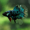 Black Base Galaxy Koi Halfmoon (Avatar) - 14 weeks old