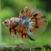 Galaxy/Candy Koi Halfmoon - 14 weeks old