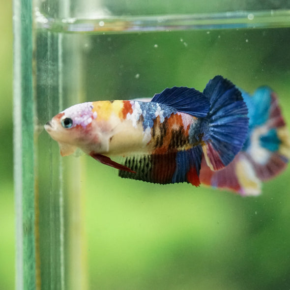 Multicolor/ Galaxy Koi Plakat- Female- 13 Weeks Old