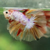 Galaxy/Candy Koi Halfmoon - 14 weeks old