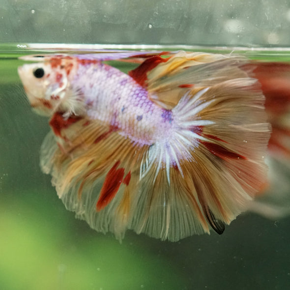 Galaxy/Candy Koi Halfmoon - 14 weeks old