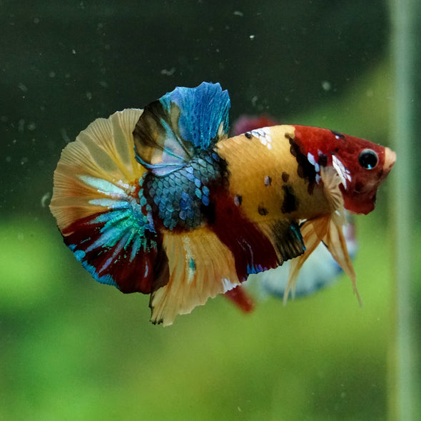Multicolor/Galaxy Koi Plakat -16 weeks Old