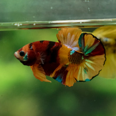 Multicolor/Galaxy Koi Plakat -13 weeks Old