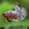 Multicolor/Galaxy Koi Plakat -16 weeks Old