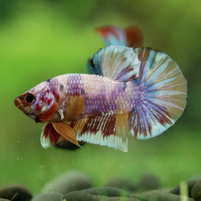 Multicolor/Galaxy Koi Plakat -16 weeks Old
