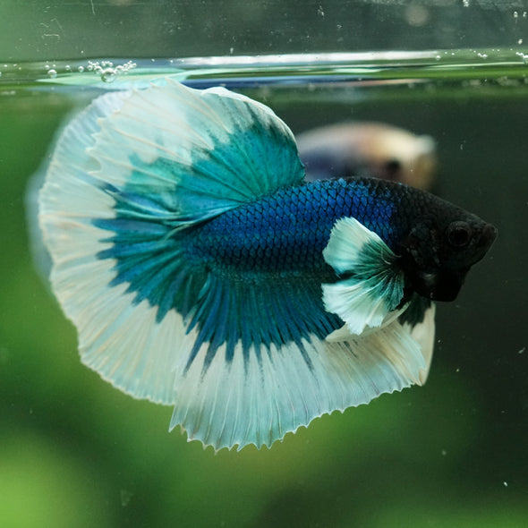 Dumbo Halfmoon - 11 weeks old