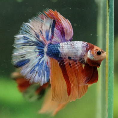 Galaxy/Candy Koi Halfmoon - 14 weeks old