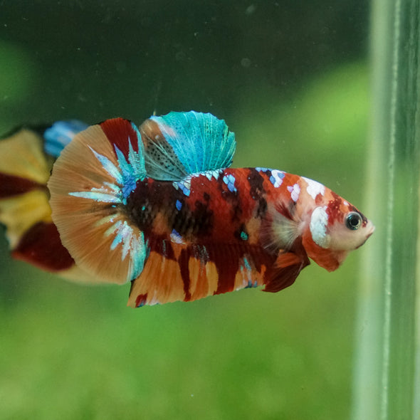 Multicolor/Galaxy Koi Plakat -13 weeks Old