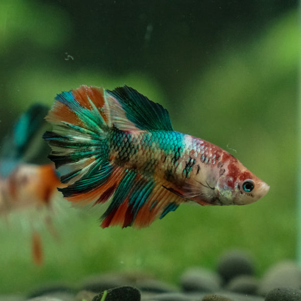 Multicolor/ Galaxy Koi Halfmoon- Female- 13 Weeks Old