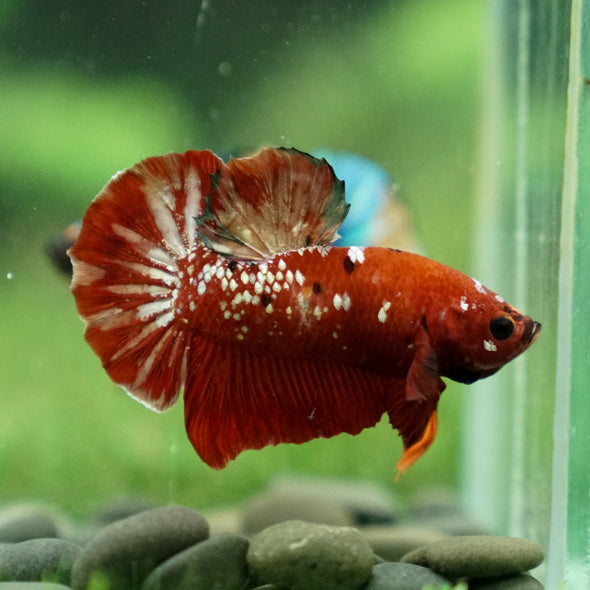 Multicolor/Galaxy Koi Plakat -16 weeks Old