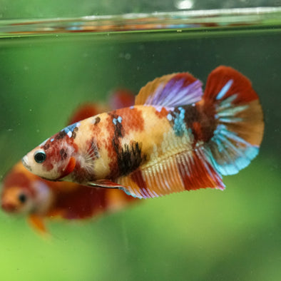 Multicolor/ Galaxy Koi Plakat- Female- 13 Weeks Old