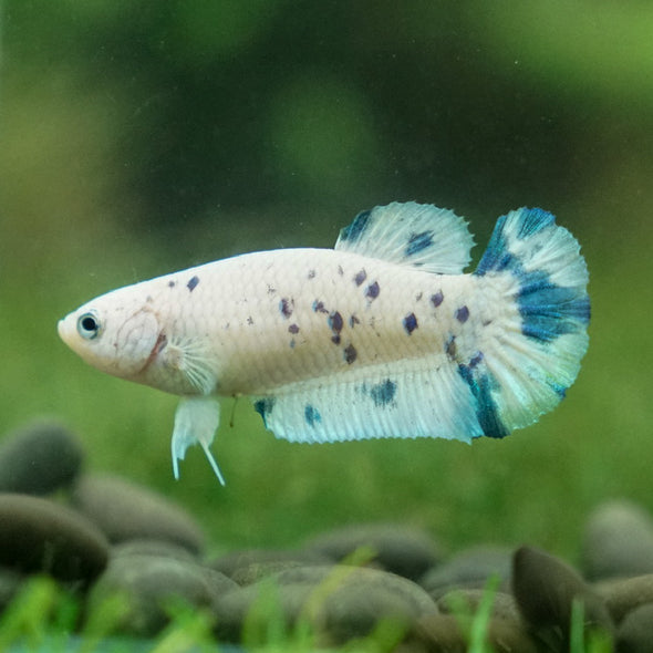 Blue/Green Dalmatian Plakat- Female