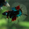 Black Base Galaxy Koi Halfmoon (Avatar) - 14 weeks old