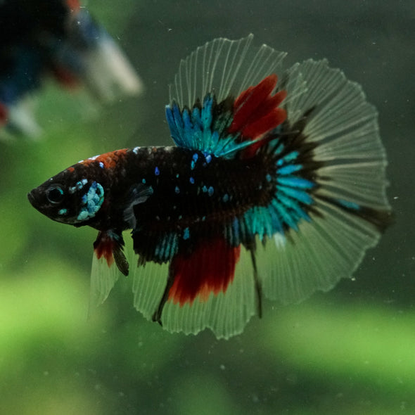 Black Base Galaxy Koi Halfmoon (Avatar) - 14 weeks old