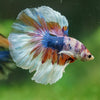 Galaxy/Candy Koi Halfmoon - 14 weeks old