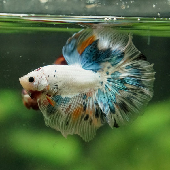 Galaxy/Candy Koi Halfmoon - 14 weeks old