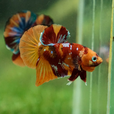 Multicolor/Galaxy Koi Plakat -13 weeks Old