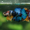 Multicolor/Galaxy Koi Plakat -16 weeks Old
