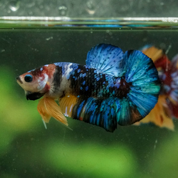 Multicolor/Galaxy Koi Plakat -16 weeks Old