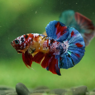 Multicolor/Galaxy Koi Plakat -16 weeks Old