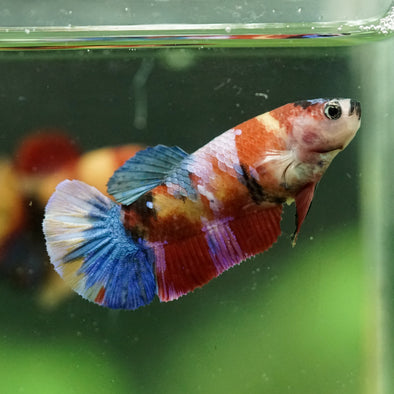 Multicolor/ Galaxy Koi Plakat- Female- 13 Weeks Old