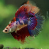 Galaxy/Candy Koi Halfmoon - 11 weeks old