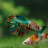 Multicolor/ Galaxy Koi Halfmoon- Female- 13 Weeks Old