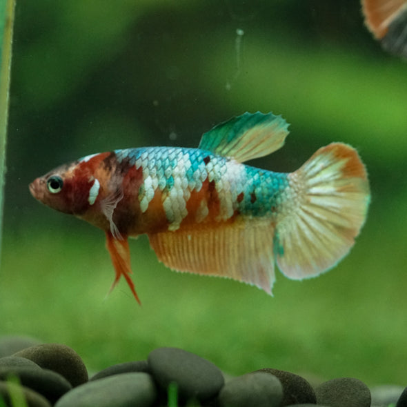 Multicolor/ Galaxy Koi Plakat- Female- 13 Weeks Old