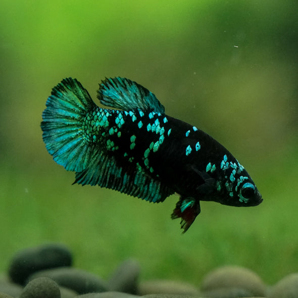 Black Galaxy Koi Plakat (Avatar) - Female- 13 Weeks Old