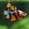 Multicolor/Galaxy Koi Plakat -16 weeks Old