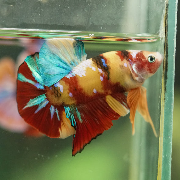 Multicolor/Galaxy Koi Plakat -16 weeks Old
