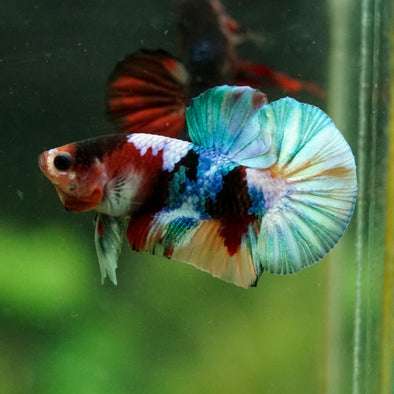 Multicolor/Galaxy Koi Plakat -16 weeks Old