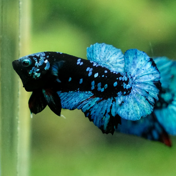 Black Koi Galaxy Plakat (Avatar) -13 weeks Old