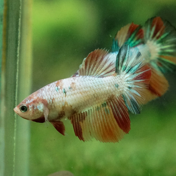 Multicolor/ Galaxy Koi Halfmoon - Female- 13 Weeks Old